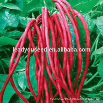 MBE10 Hongxi pure red bean seeds, high yield long bean seeds